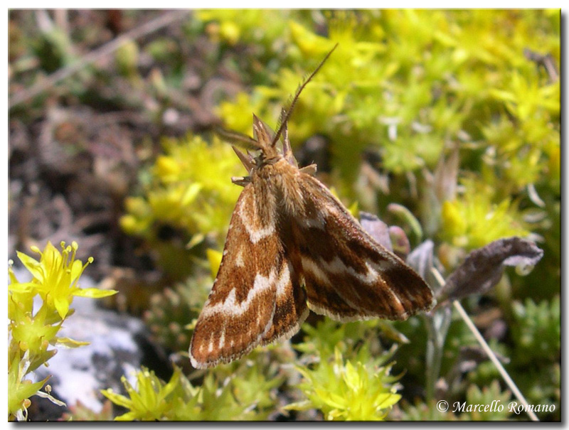 Pyralidae in cerca di un nome:  Synaphe moldavica